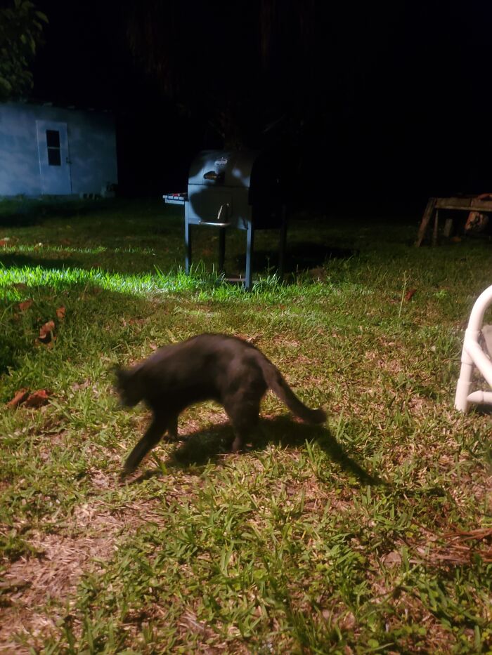 Old Scratch, Possessing My Cat