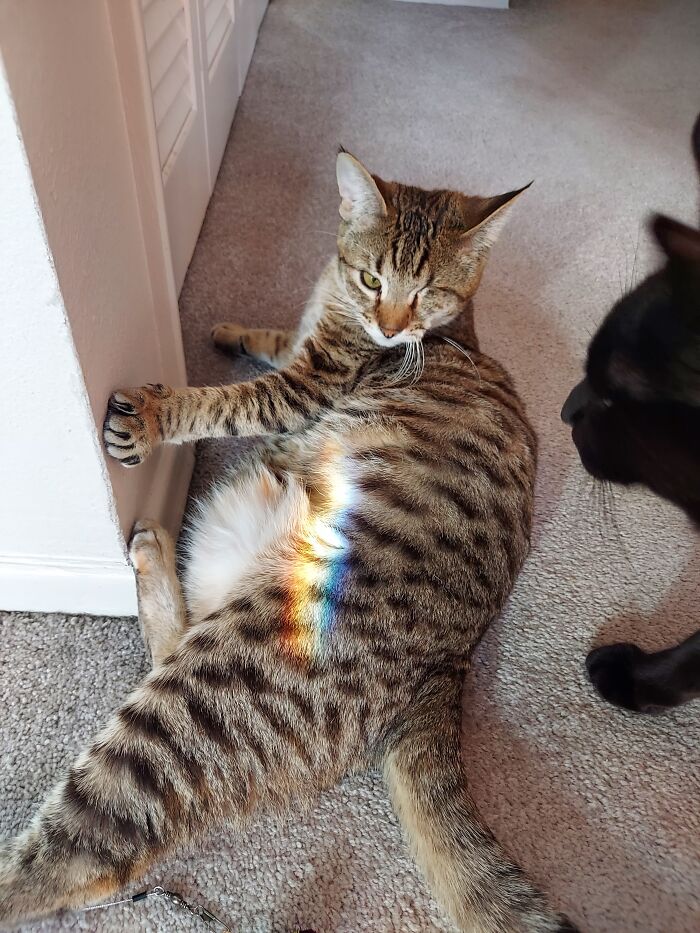 Olive..... She's Like An Olive With One Cute Lil Eye!