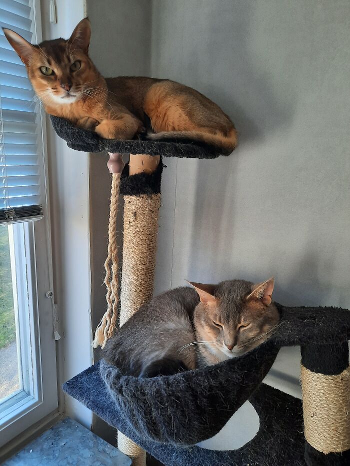 Gandalf And Merlin. Gandalf Came First - He's Gray And Plonked Down On Thresholds Trying To Catch My Feet (Though Shalt Not Pass!) And I Like Fantasy, So It Seemed To Suit Us Both. Merlin Is His (Reddish) Half Brother Who Joined Us Last Year.