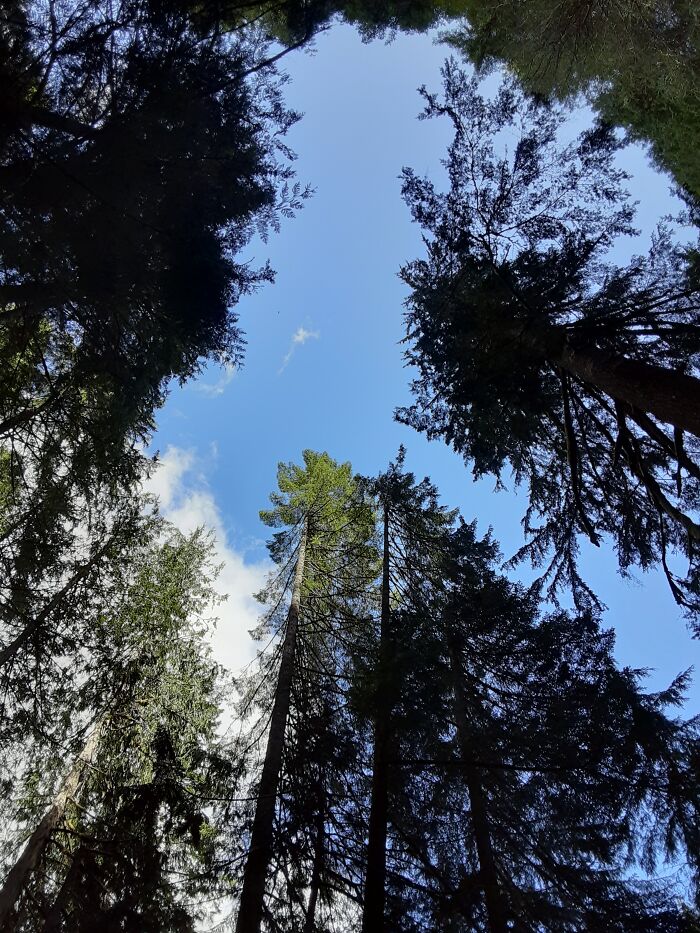 Nobody Likes It Except Me But I Wanted To Contribute