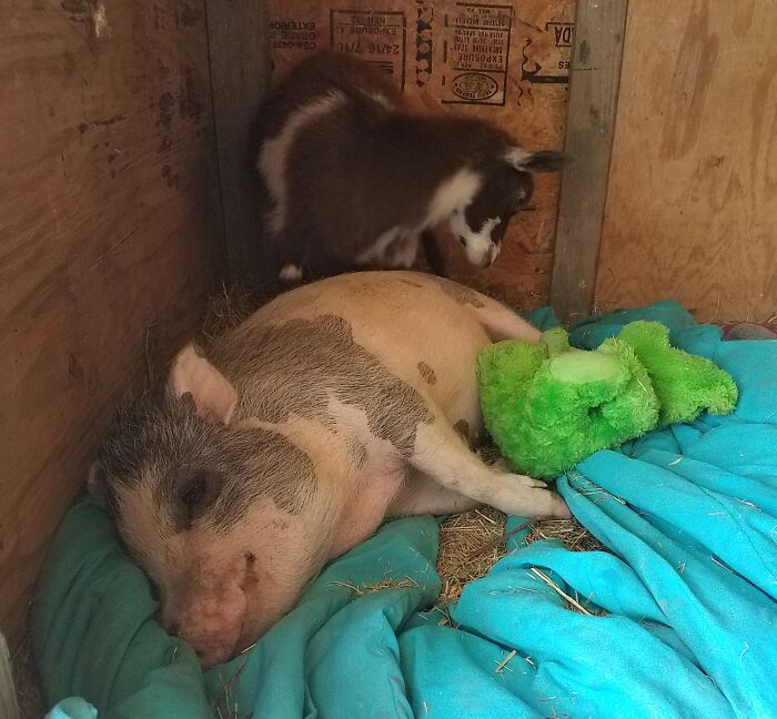 My Favorite Room Isn't Actually In My House. It's My Pig House Where They Hang Out With Their Pet Goat And Their Teddy Bear.