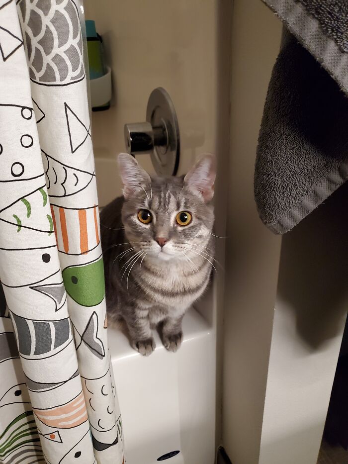 My Munchkin Cat, Poppy. Named After A Book Character And How She Pops Her Butt Before Jumping.