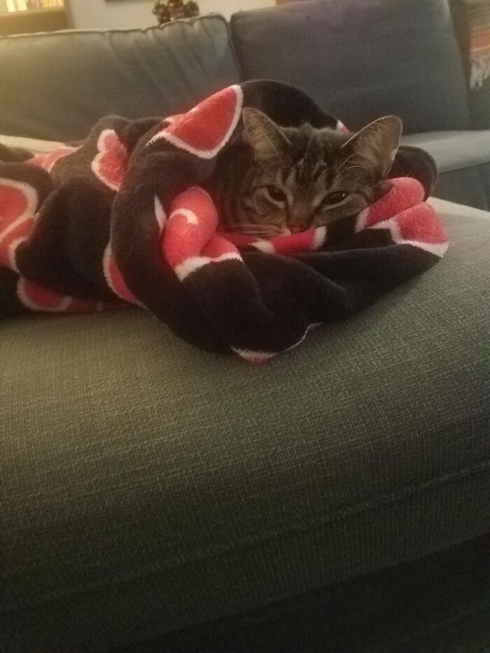 My Cat Is Named Kithkin, After A Type Of Race From Magic The Gathering