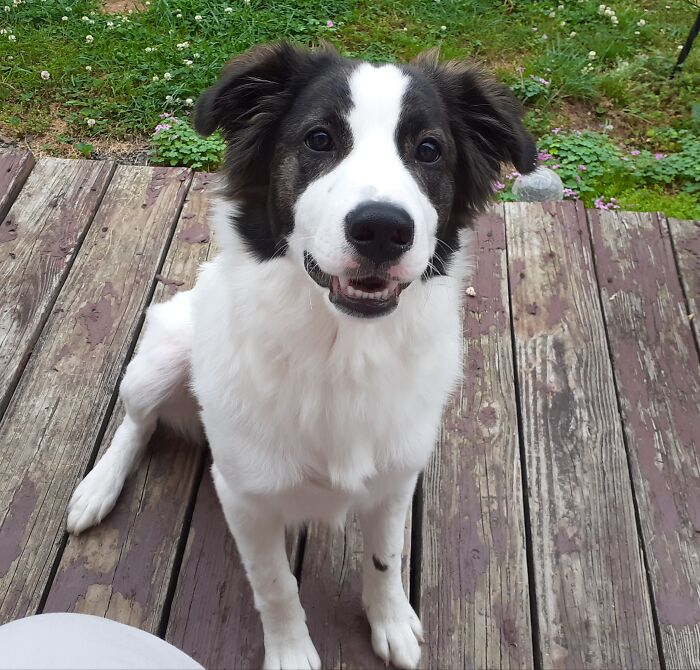 This Is Shylock From The Merchant Of Venice.