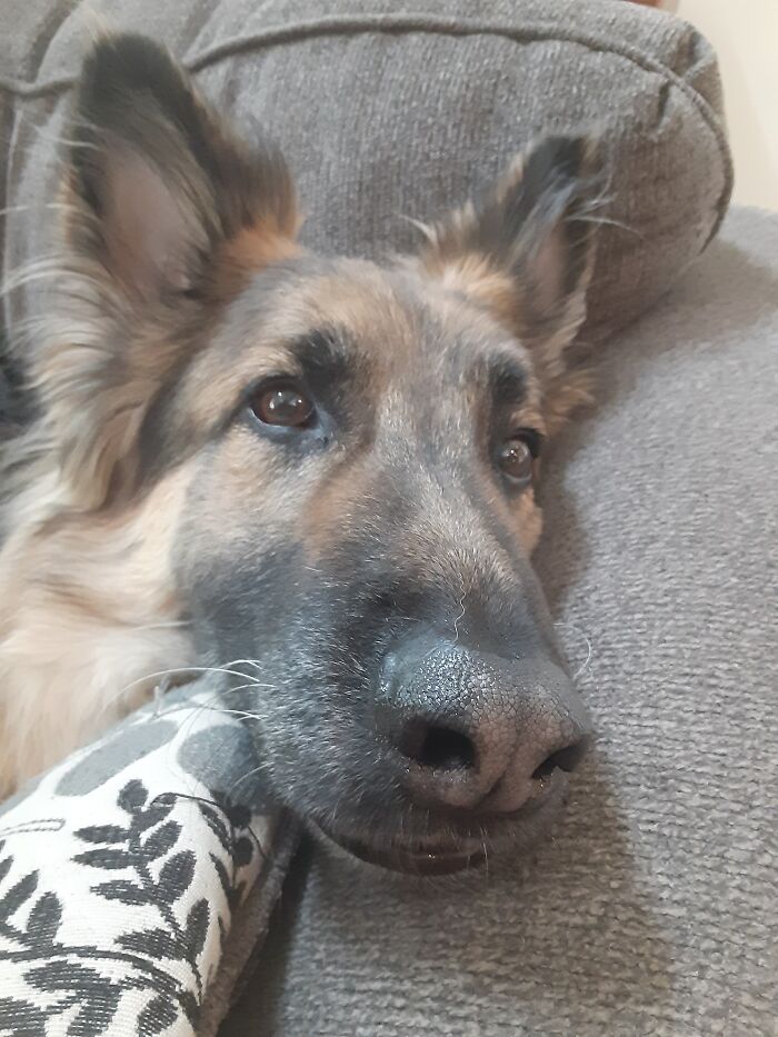 Axel, He's Not Really Named After Anybody, My Dad Just Searched "German Names" On Google Because He Is A German Shepherd