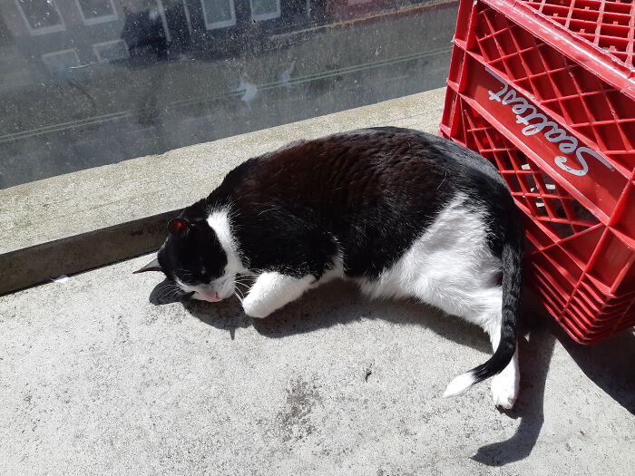 Mouse Because Of His Weirdly Skinny Tail. Couldn't Call Him "Rat The Cat"Him