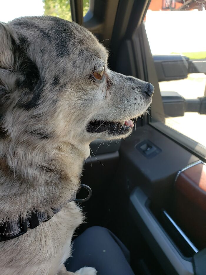 A.w.o.l. Is Aptly Named After We Rescued Him And He Escaped Out Our Truck Window, Which We Left Rolled Down 3 Inches While We Ran Into The Store For Supplies For Him. He Was Definitely Absent Without Leave. Luckily We Got Him Back Hours Later, And He Is Still With Us 5 Years On.