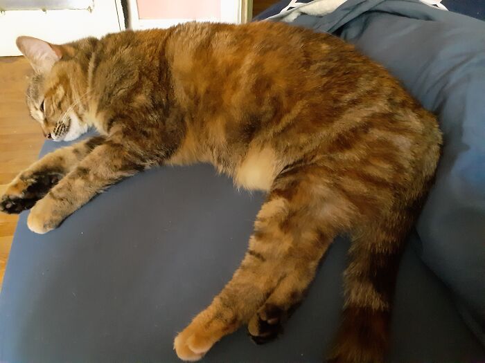 Sassypants, Who Refuses To Let Me Make The Bed.