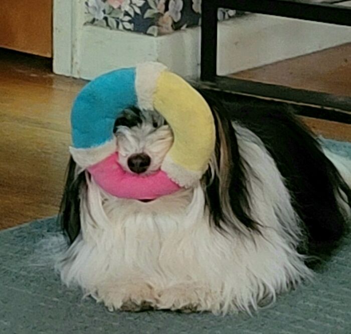 San Pablo (Havanese) Loves His Ring!