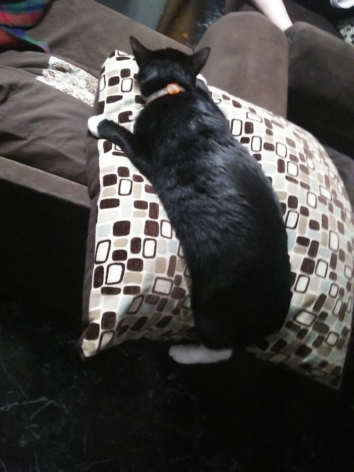 My Cat, James Bond, Named Because He Has A Lil Tux He Always Wears.