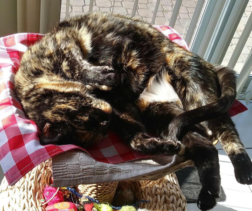 Ha! Finally Caught That Pesky Tail!