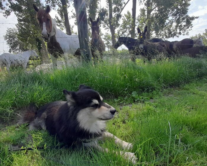 Not The Funniest But From Yesterday. "The Giant Doggo Are Stalking Me, Flat Ears And Ignore Them They Will Stop"