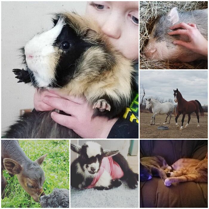 This Is Just A Tiny Handful Of All The Pets Around Here