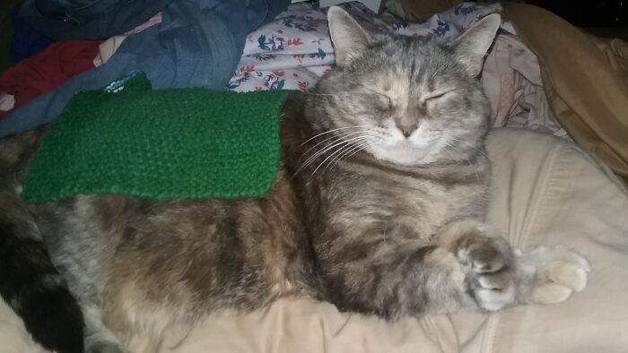 My Floofy Cuddle Bug Sable Proving That, Yes, A Dishcloth Is A Good Blanket.