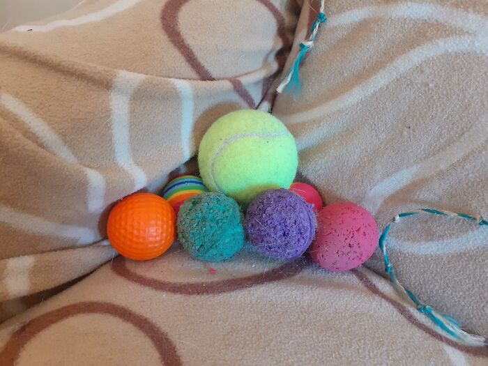 My Cat Is A Simple Cat, She Sees A Ball, He Hunts