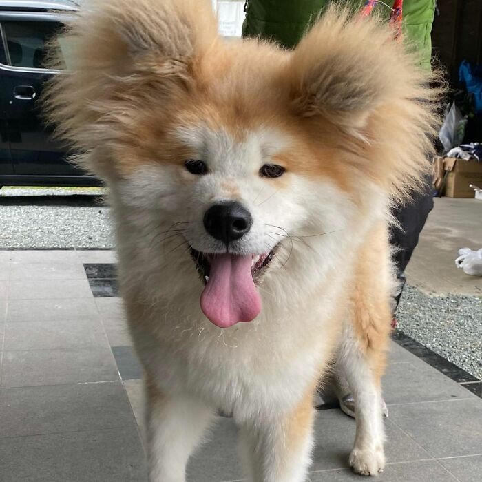 Bob-Akita-Heart-Shaped-Face-Dog