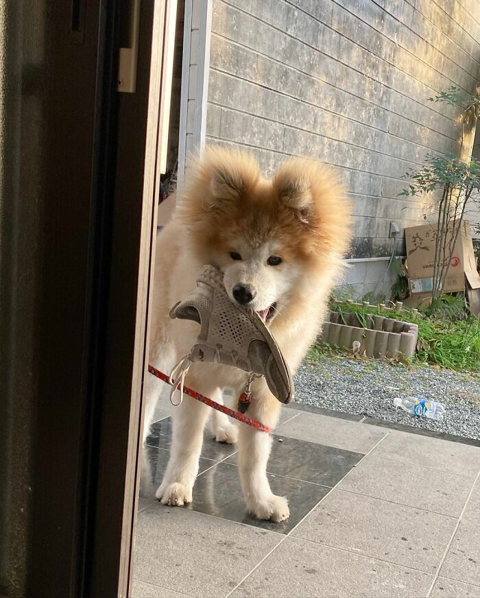 Bob-Akita-Heart-Shaped-Face-Dog