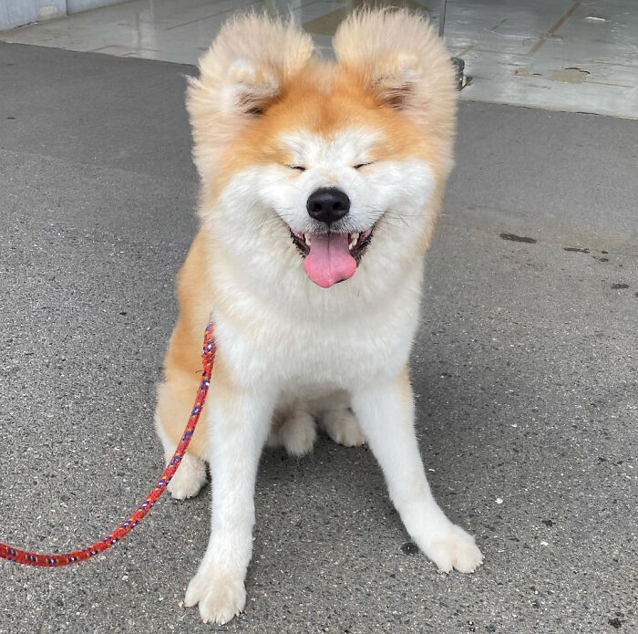 Bob-Akita-Heart-Shaped-Face-Dog