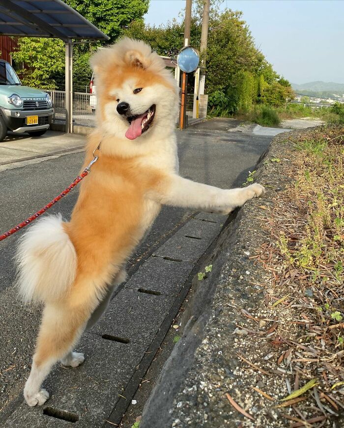 Bob-Akita-Heart-Shaped-Face-Dog