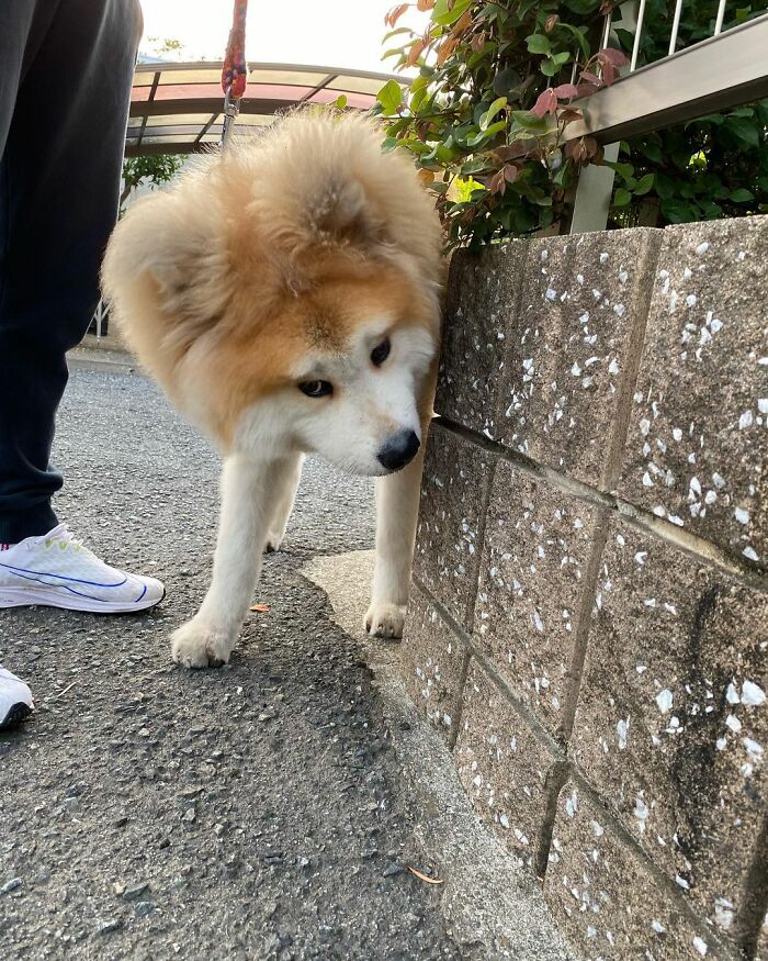 Bob-Akita-Heart-Shaped-Face-Dog