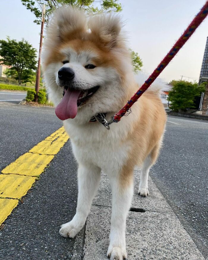 Bob-Akita-Heart-Shaped-Face-Dog