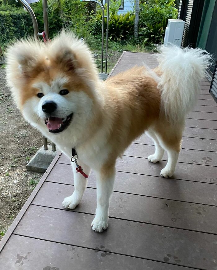Bob-Akita-Heart-Shaped-Face-Dog