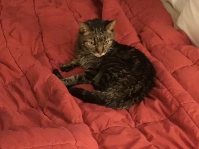 This Is Figaro. She Is Named After The Cat From Pinocchio And Loves Cuddles