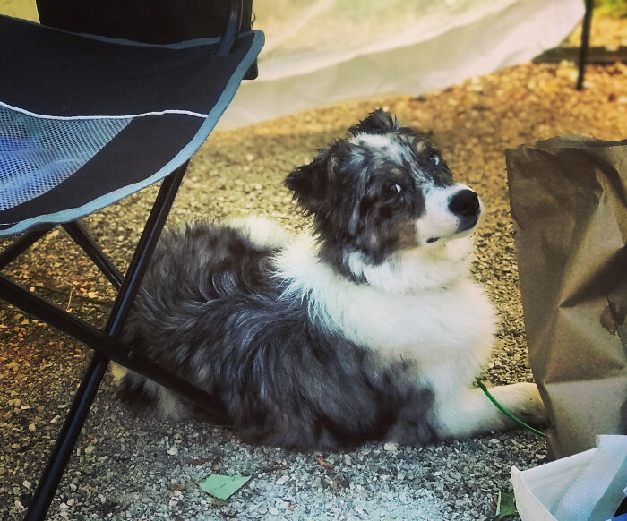 Rocco, Named After St Rocco, The Patron Saint Of Dogs. He Is Also The Patron Saint Of Infectious Diseases (He Was Born During Covid).