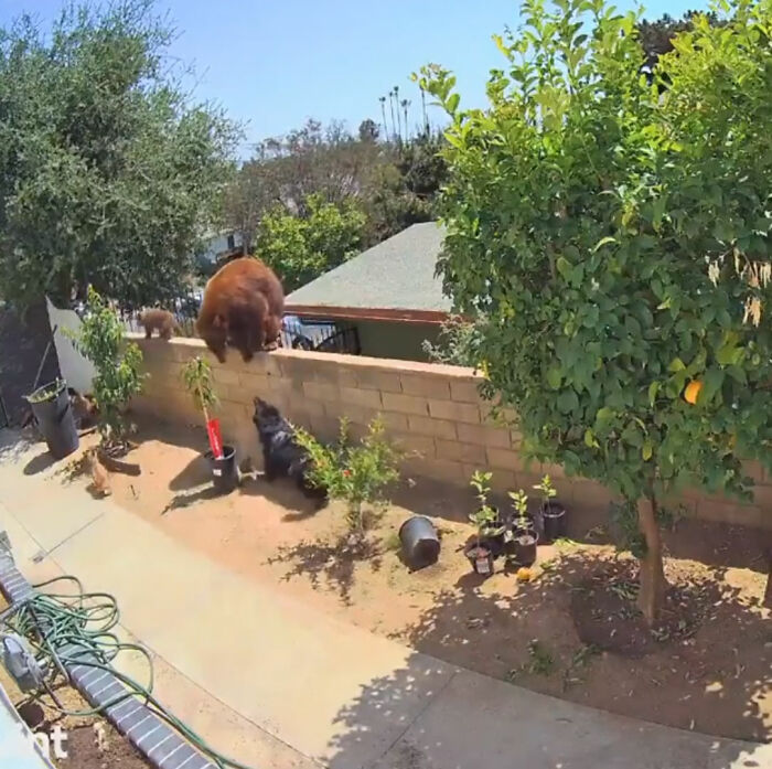 “I Have To Protect Her”: Courageous 17-Year-Old Saves Her Dog From An Aggressive Bear With Cubs By Pushing It Off A Fence “I Have To Protect Her”: Courageous 17-Year-Old Saves Her Dog From An Aggressive Bear With Cubs By Pushing It Off A Fence