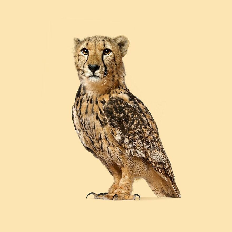 Artist Mixes Animals And Creates The Most Surreal Hybrids You've Ever Seen ( 151 Pics)