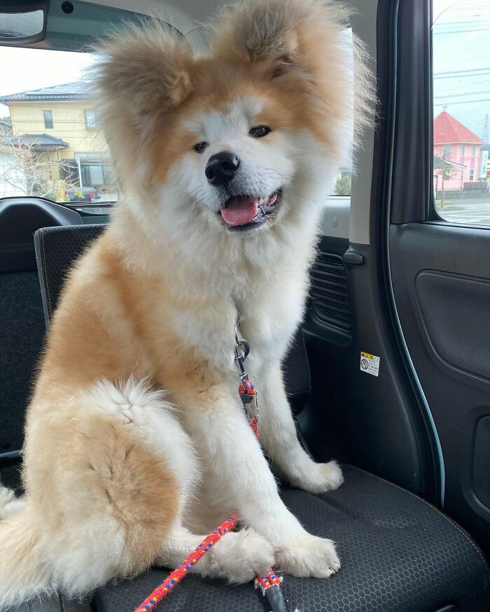 Bob-Akita-Heart-Shaped-Face-Dog
