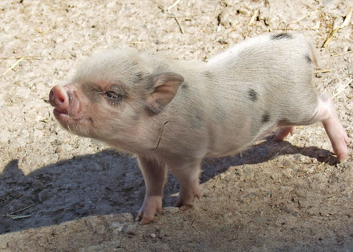 40 Interesting Things People Didn’t Learn At School And Decided To Share Them In This Online Group (New Pics)