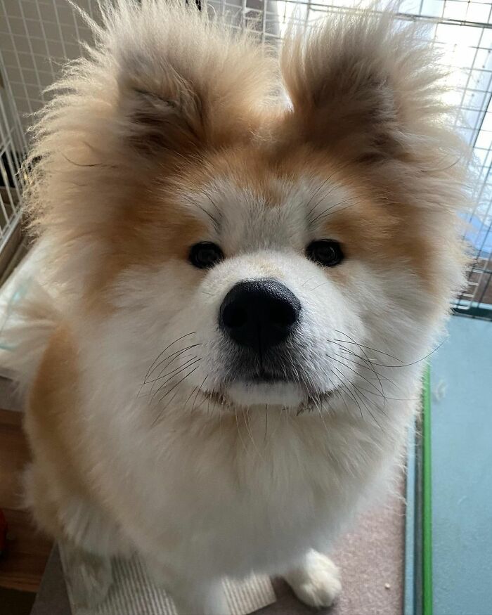 Bob-Akita-Heart-Shaped-Face-Dog