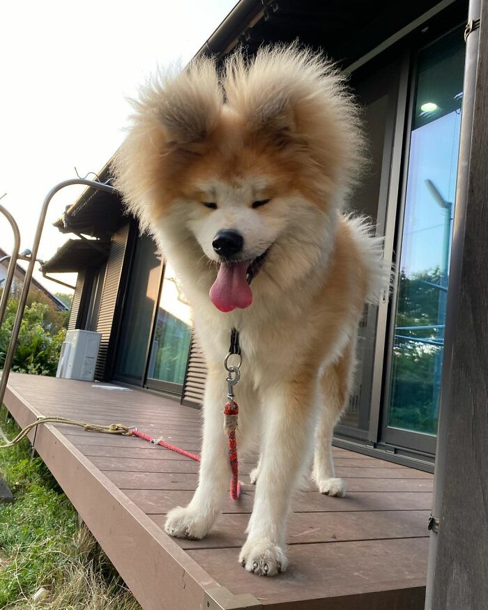 Bob-Akita-Heart-Shaped-Face-Dog