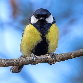 330px-Birds_of_Sweden_2016_37.jpg
