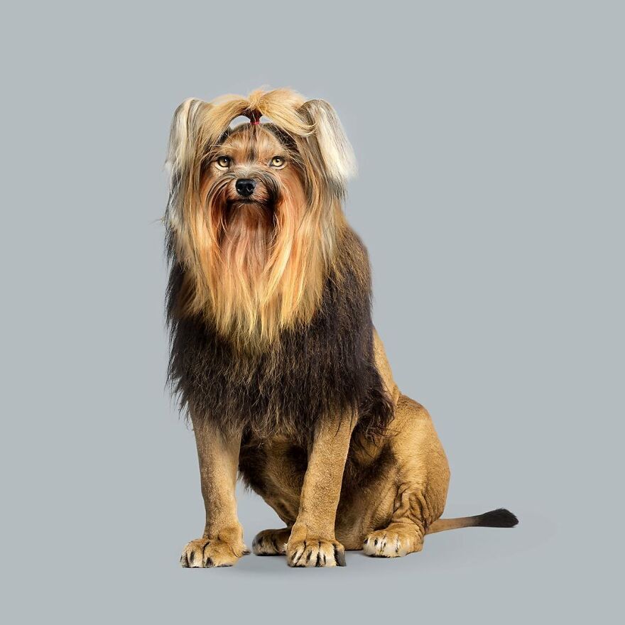 Artist Mixes Animals And Creates The Most Surreal Hybrids You've Ever Seen ( 151 Pics)