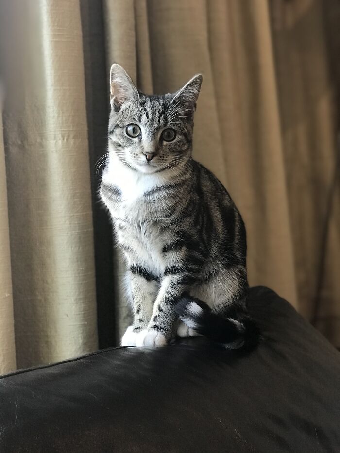 Pluto, Also Known As Goose