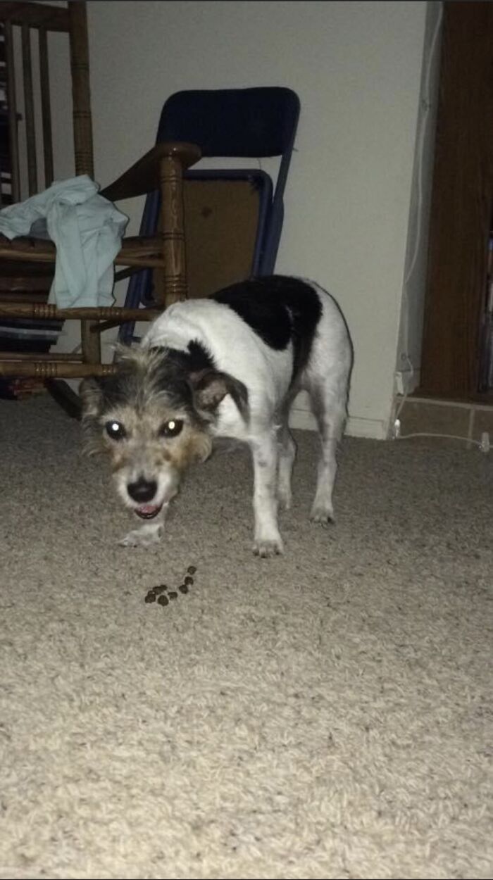 When You’re Just Trying To Eat And Your Owner Decides That It’s Picture Time