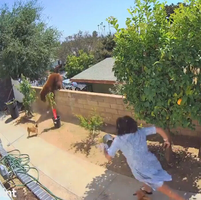 “I Have To Protect Her”: Courageous 17-Year-Old Saves Her Dog From An Aggressive Bear With Cubs By Pushing It Off A Fence “I Have To Protect Her”: Courageous 17-Year-Old Saves Her Dog From An Aggressive Bear With Cubs By Pushing It Off A Fence