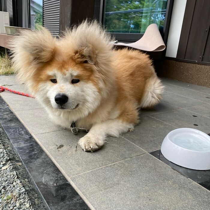 Bob-Akita-Heart-Shaped-Face-Dog