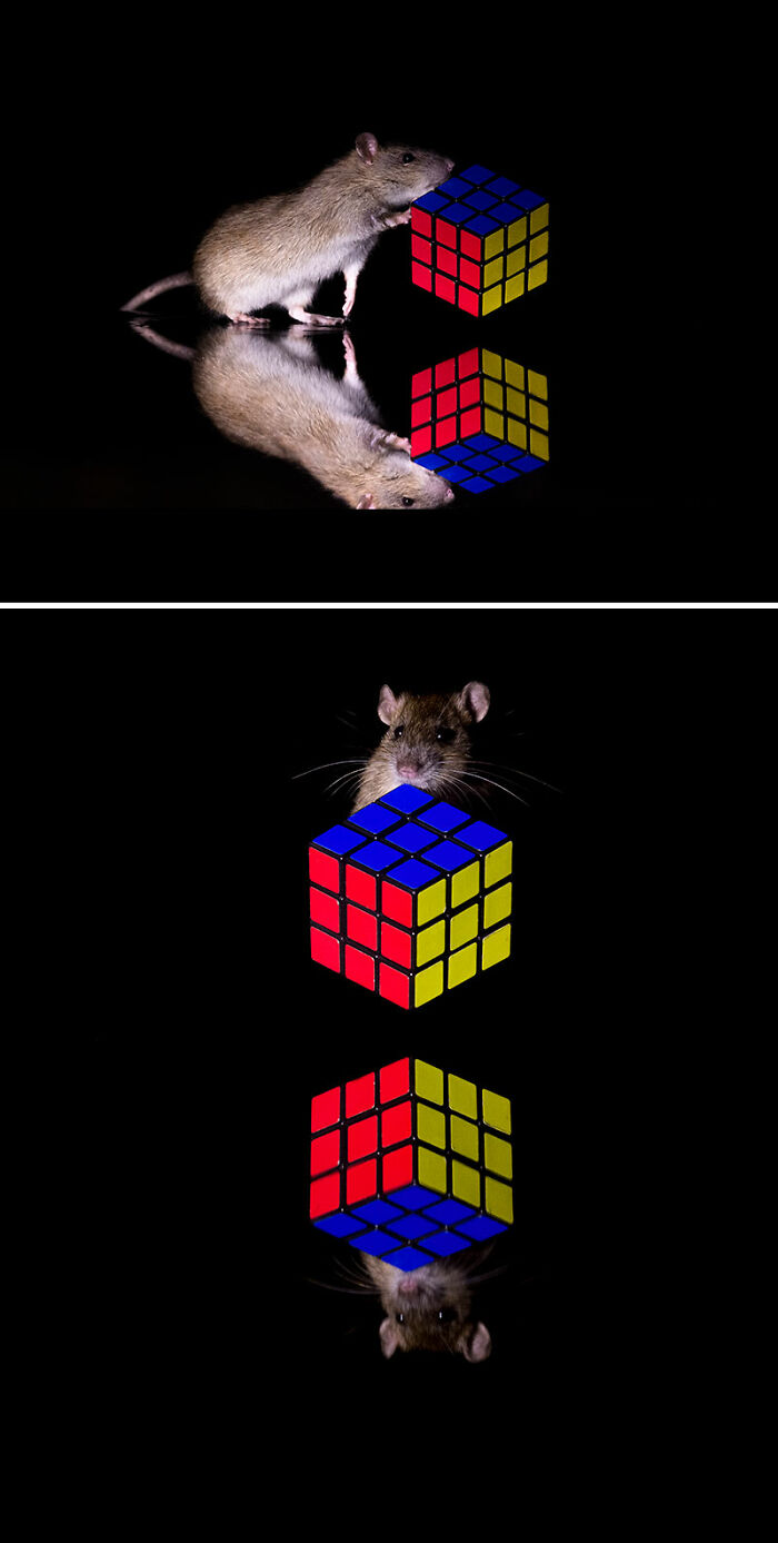 Smart Rat