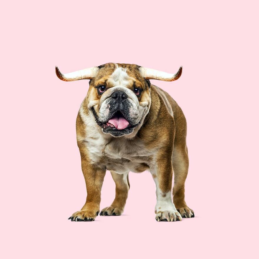 Artist Mixes Animals And Creates The Most Surreal Hybrids You've Ever Seen ( 151 Pics)