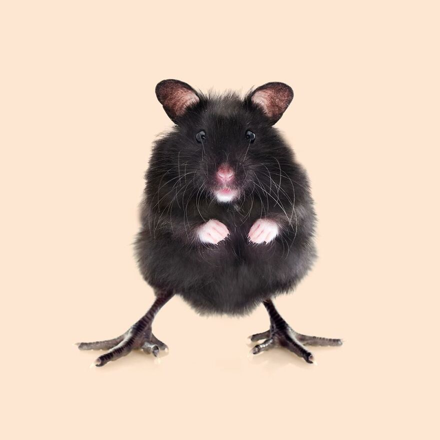 Artist Mixes Animals And Creates The Most Surreal Hybrids You've Ever Seen ( 151 Pics)