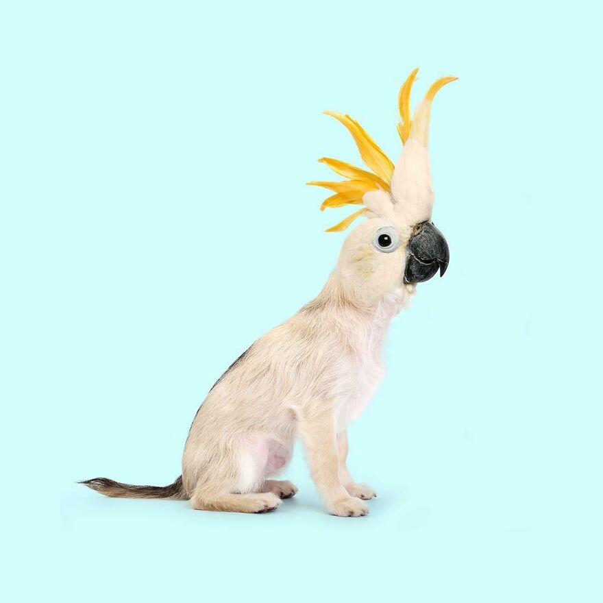 Artist Mixes Animals And Creates The Most Surreal Hybrids You've Ever Seen ( 151 Pics)