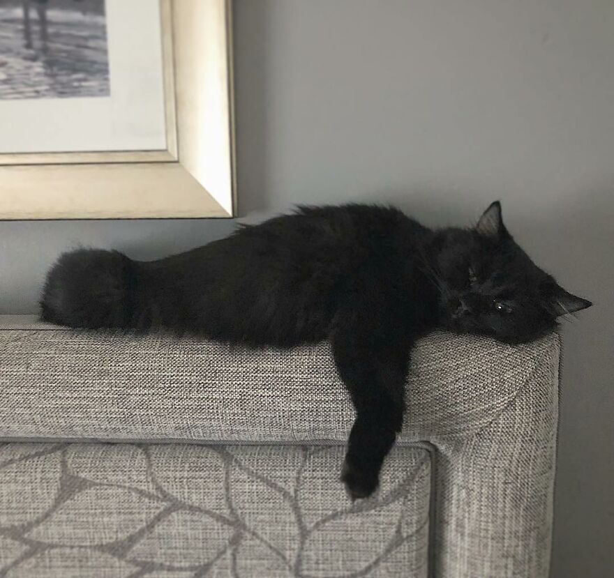 British Man Attached A Tiny Bluetooth Camera To His Kitten's Collar For 24 Hours To See What His Cat's Secret Life Looks Like British Man Attached A Tiny Bluetooth Camera To His Kitten's Collar For 24 Hours To See What His Cat's Secret Life Looks Like