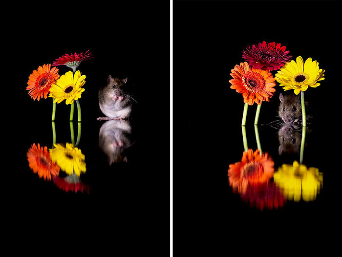 A Rat Is Like A Squirrel