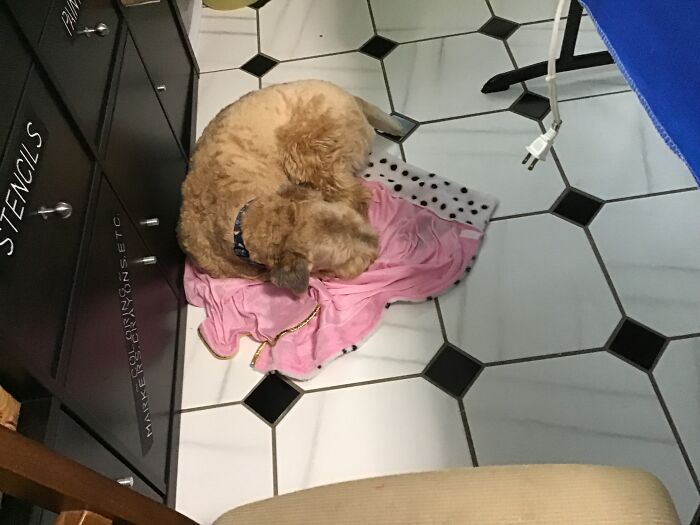 Diggity Dog. 3 Days After We Got Him. Such A Fuzzy Pup