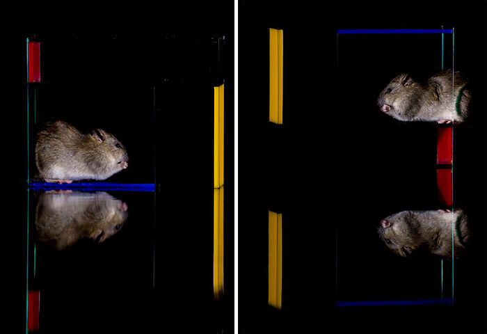 Who Is Afraid Of Rat Yellow And Blue