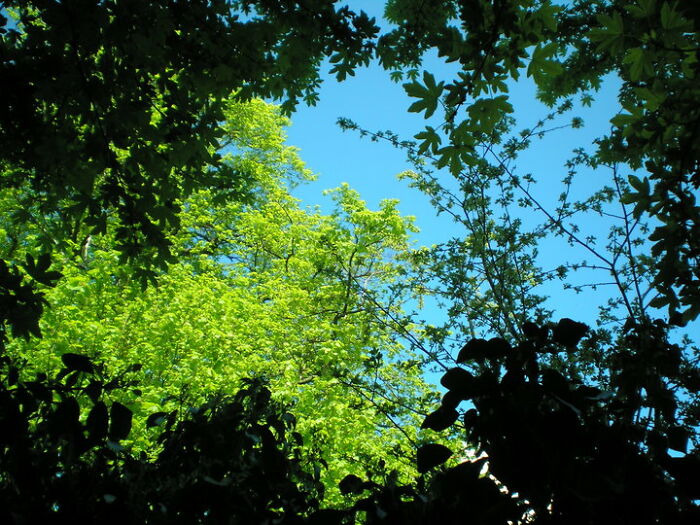 Sky And Leaves