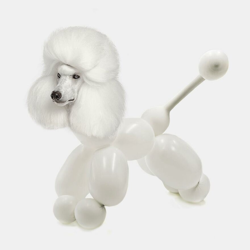 Artist Mixes Animals And Creates The Most Surreal Hybrids You've Ever Seen ( 151 Pics)